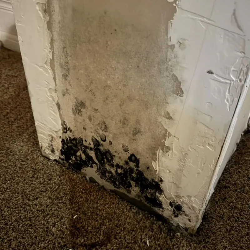 Professional Mold Removal in Springview, NE